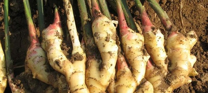 63159482.jpg 5e9ac274-6401-443d-a5df-8ec9f4254d9c (1).jpg