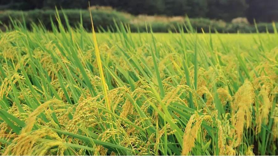 施用化肥應(yīng)防止什么